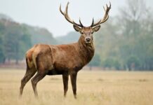 Dny myslivosti a přírody na Zahradě Čech o víkendu s bohatým programem