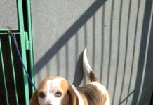 Jedenáctiletý psí senior Bohouš „hledá nové doma“