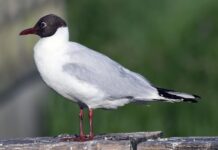 Na Litoměřicku se objevila ptačí chřipka