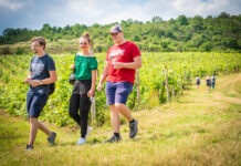Putování po vinicích Velkých Žernosek proběhne tuto sobotu