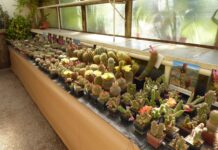 Státní zámek Libochovice zve na prodejní výstavu kaktusů