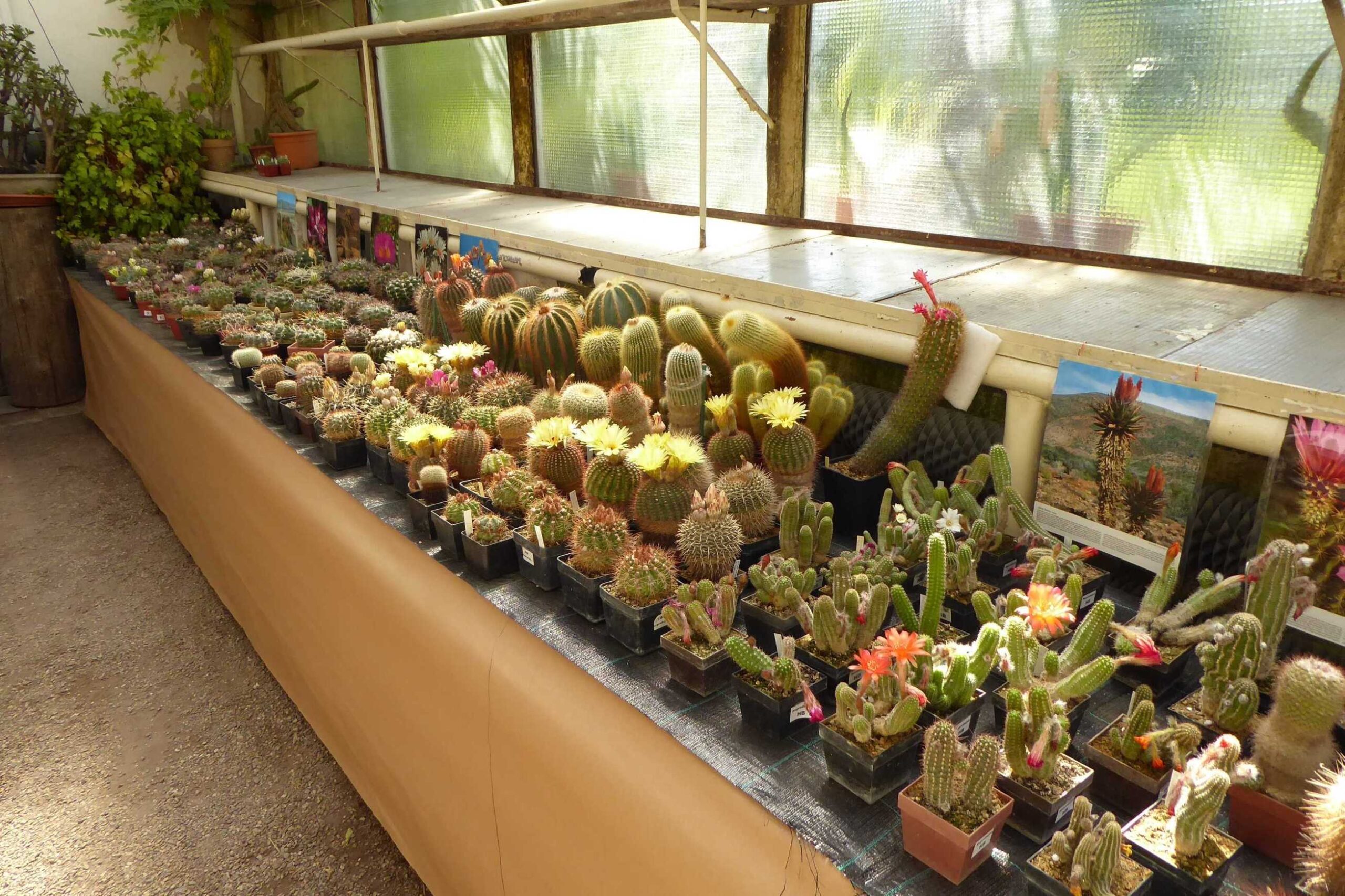 Státní zámek Libochovice zve na prodejní výstavu kaktusů