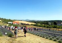 Levandulová farma Židovice pořádá Den otevřených dveří