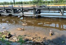 Metrostav dokončuje přístaviště ve Štětí pod bedlivým dohledem kachen