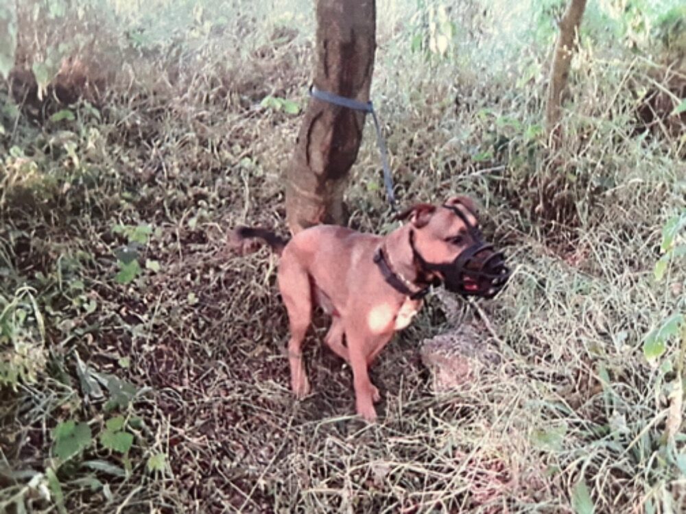 Někdo zanechal u stromu na odlehlém místě přivázaného psa