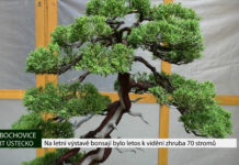 LIBOCHOVICE: Na letní výstavě bonsají bylo letos k vidění zhruba 70 stromů