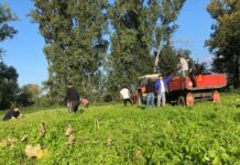 Zahraniční dobrovolníci přijedou pomáhat na ekologický statek v Kopistech