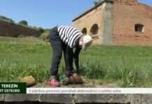 TEREZÍN: S údržbou pevnosti pomáhali dobrovolníci z celého světa