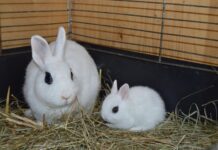 V areálu Státního zámku Libochovice budou o víkendu zvířátka