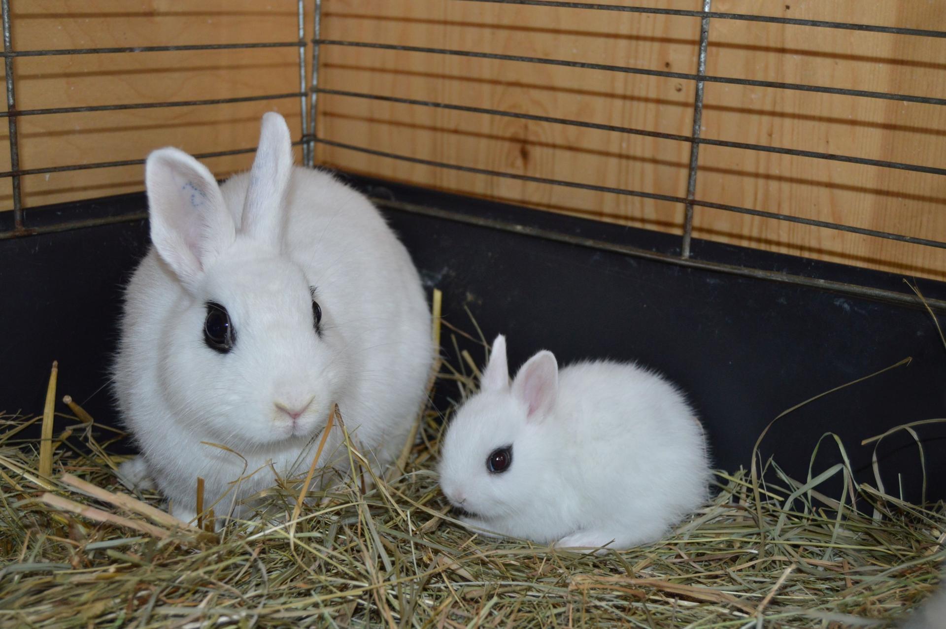 V areálu Státního zámku Libochovice budou o víkendu zvířátka