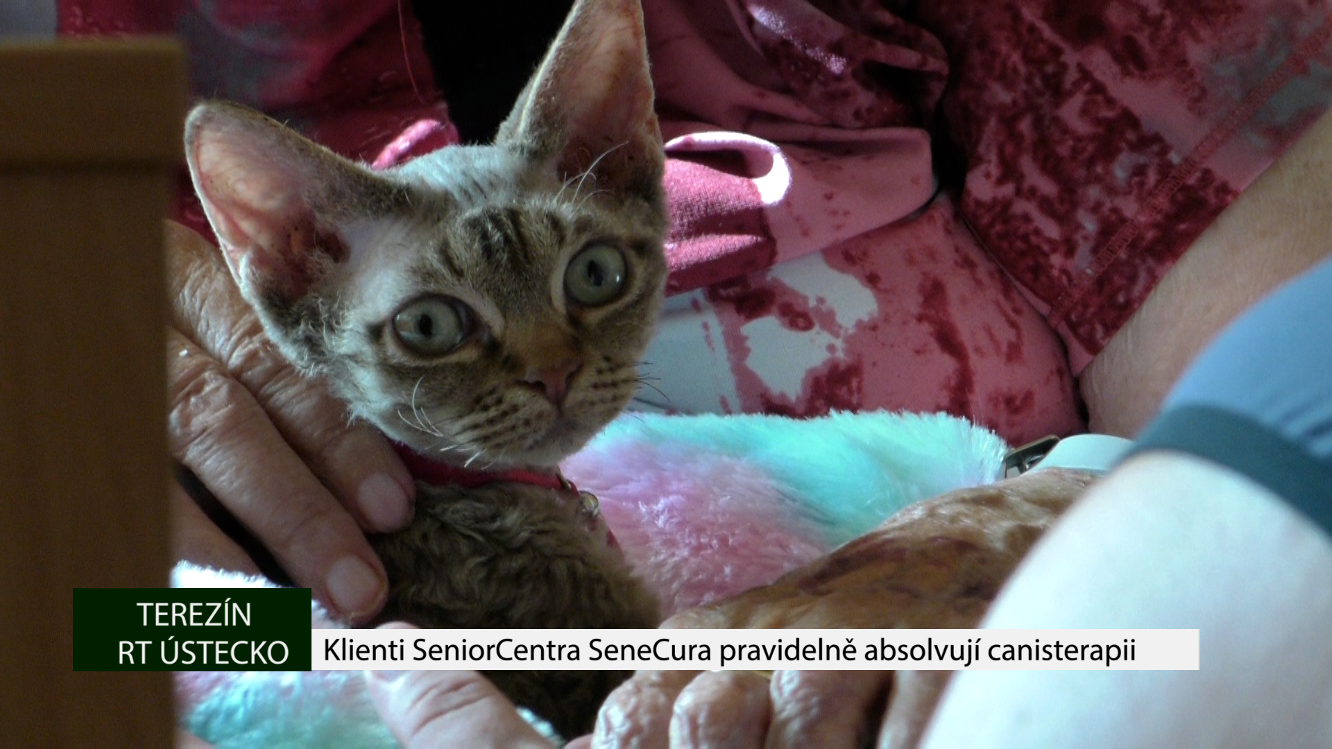 TEREZÍN: Klienti SeniorCentra SeneCura pravidelně absolvují canisterapii