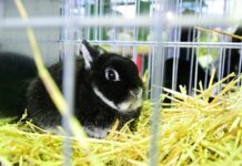 Žiteničtí chovatelé pořádají tuto sobotu výstavu zvířat