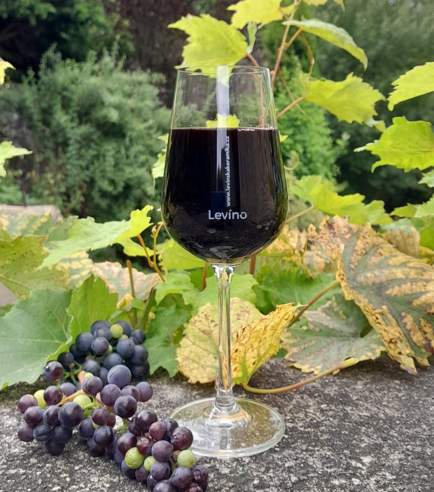 Přijeďte ochutnat víno do Levína!