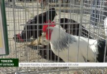 TEREZÍN: Na dvoře Kavalíru 2 bylo k vidění více než 200 zvířat