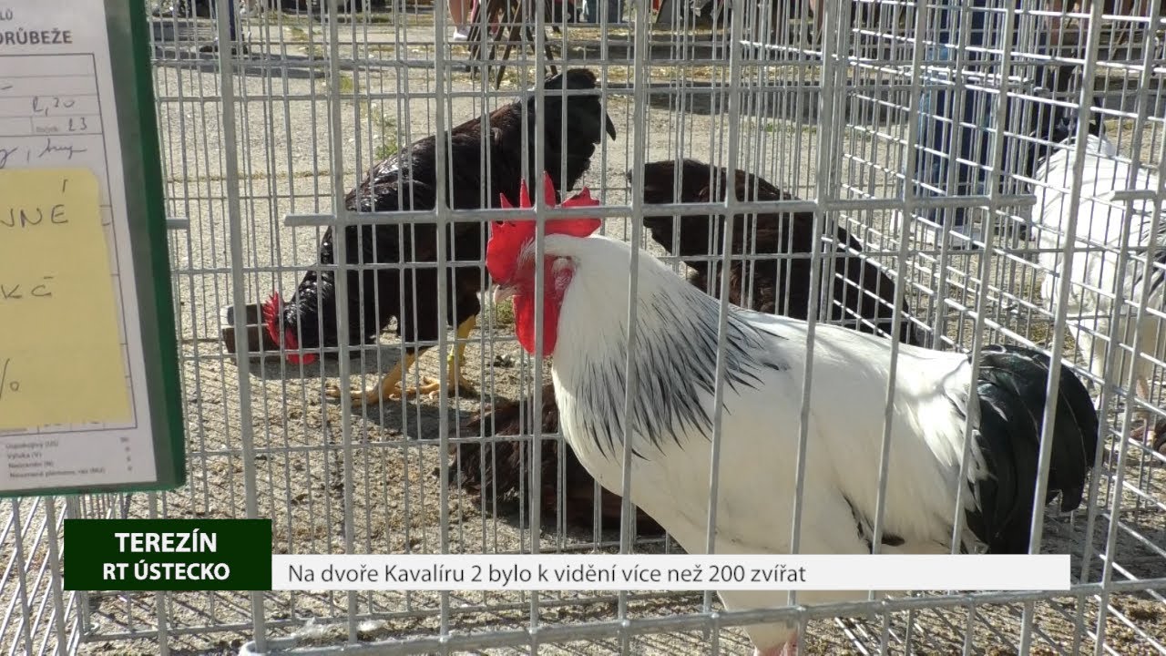 TEREZÍN: Na dvoře Kavalíru 2 bylo k vidění více než 200 zvířat