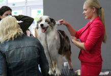 Zahrada Čech v sobotu hostí Krajskou výstavu psů všech plemen