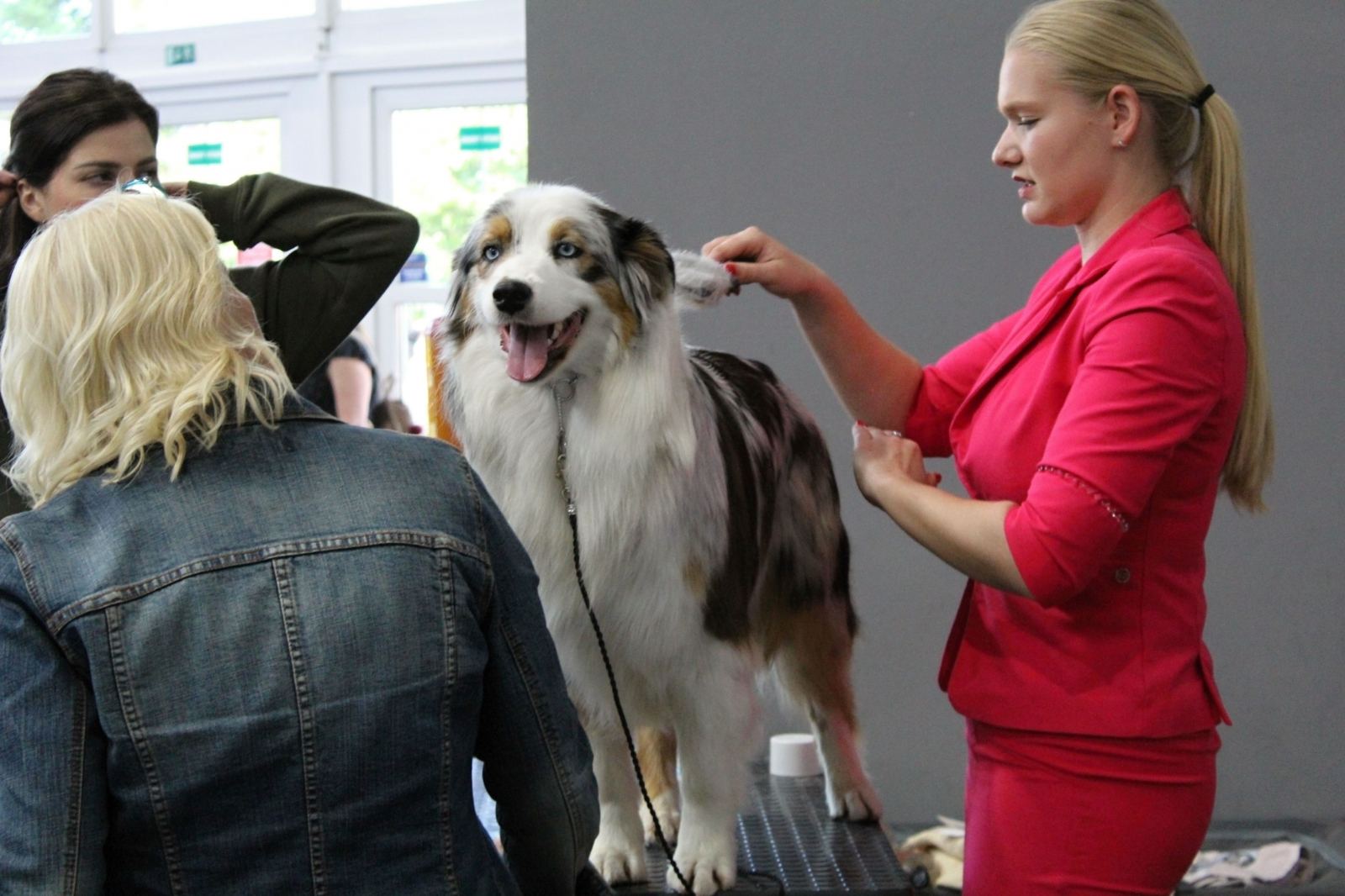 Zahrada Čech v sobotu hostí Krajskou výstavu psů všech plemen