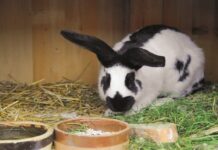 Libochovičtí chovatelé o víkendu pořádají prodejní výstavu drobného zvířectva