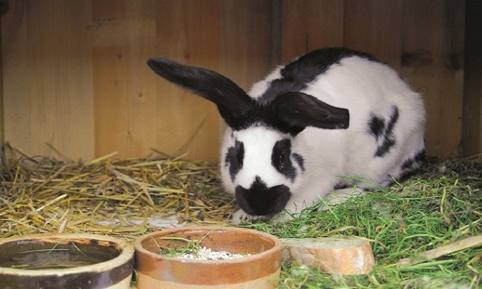 Libochovičtí chovatelé o víkendu pořádají prodejní výstavu drobného zvířectva