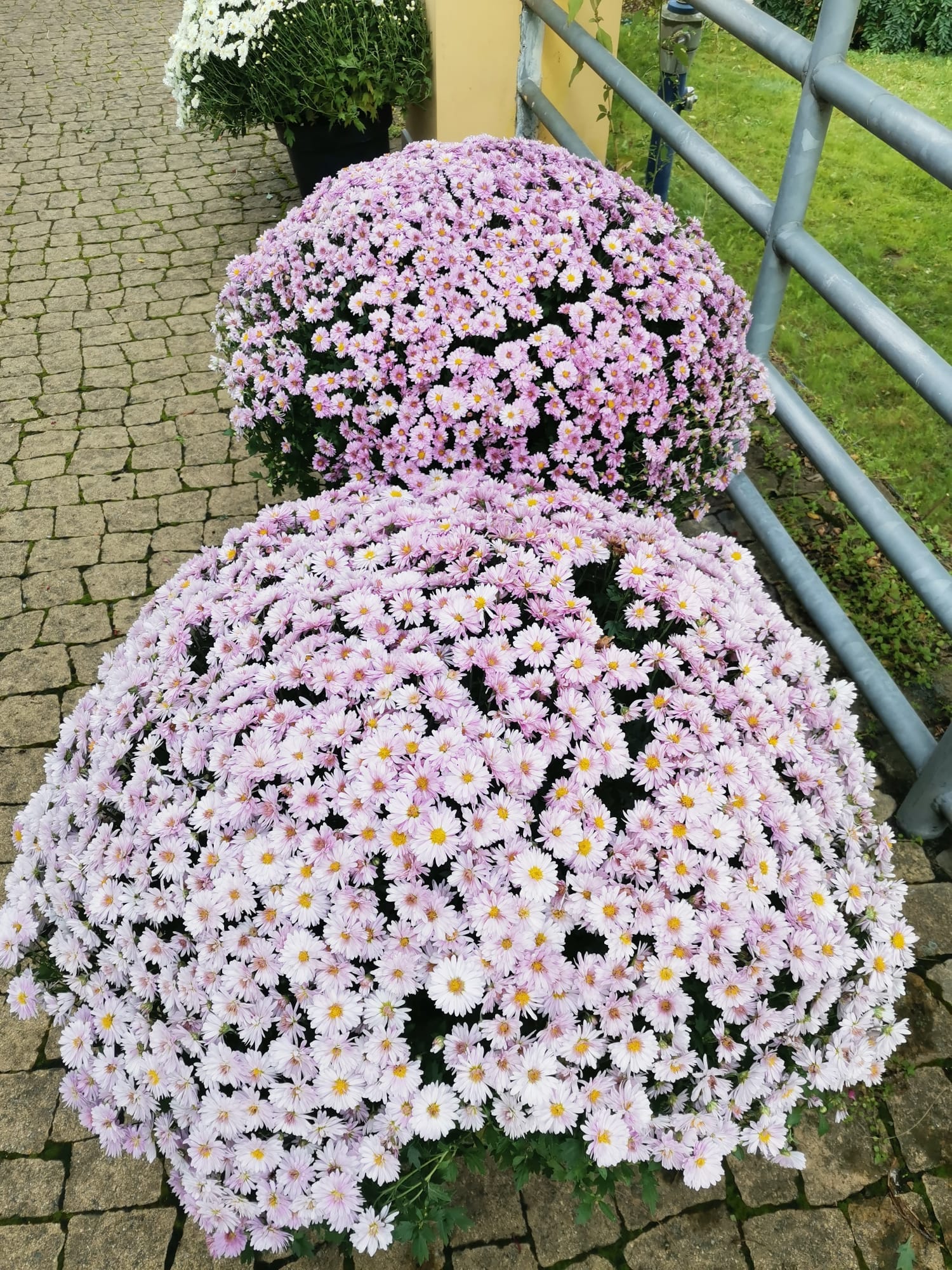 Domov pro seniory na Dómském pahorku rozkvetl