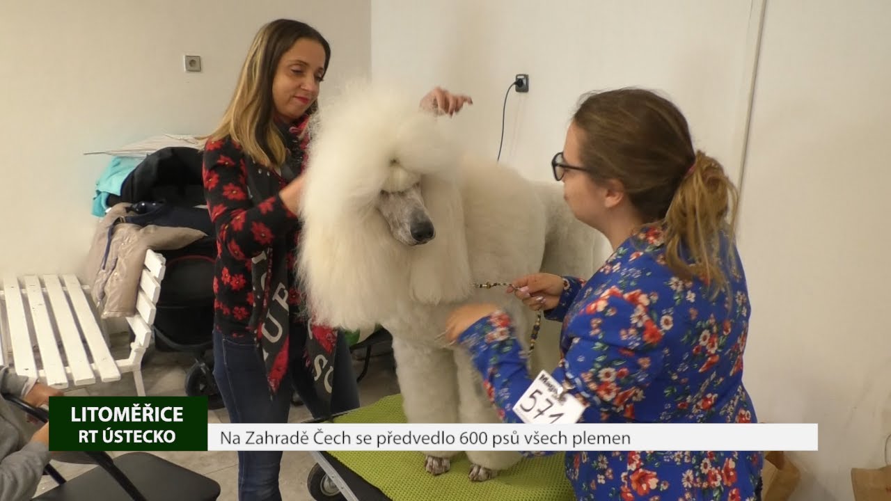 LITOMĚŘICE: Na Zahradě Čech se předvedlo 600 psů všech plemen