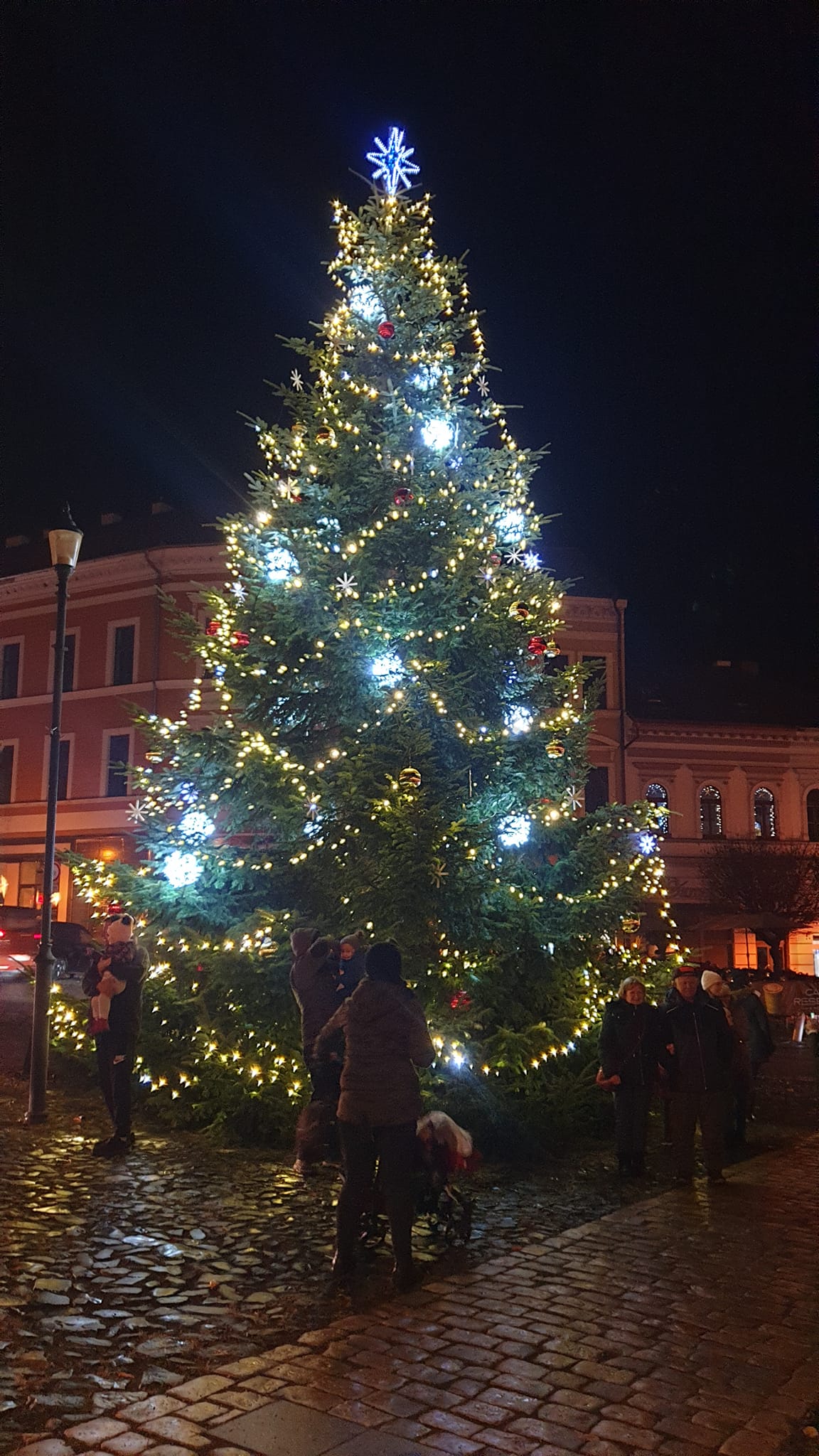 Roudnický vánoční strom je z Bechlína, rozsvítí se tuto neděli