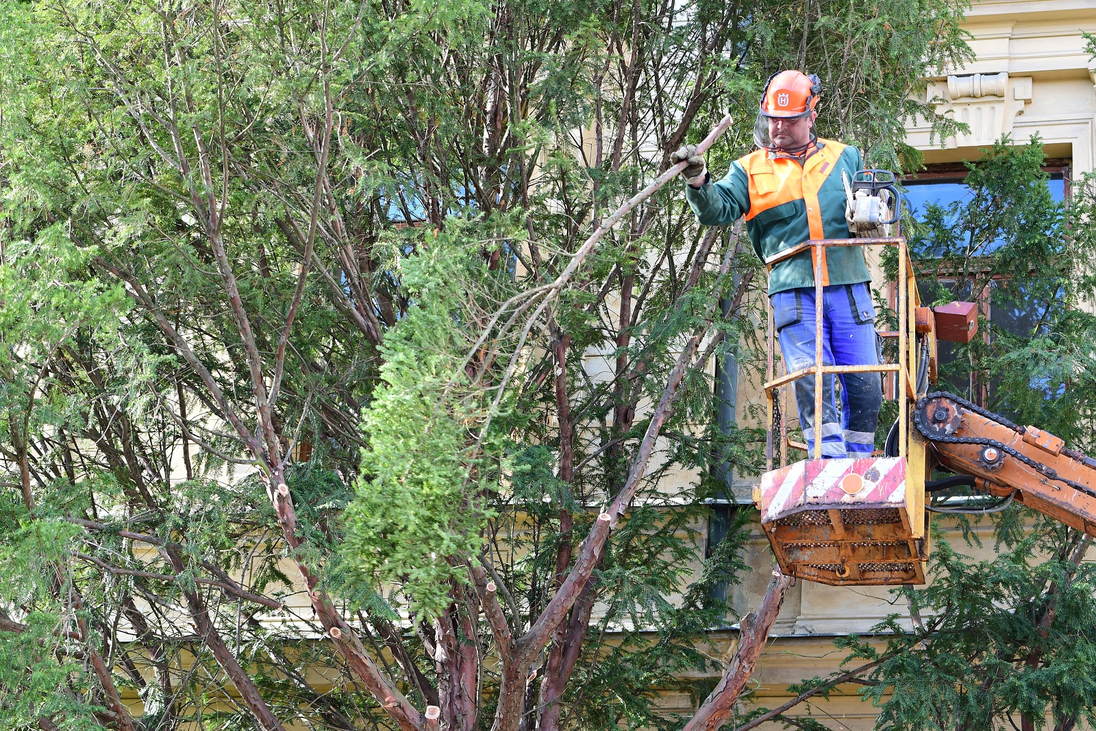 Pokácení tisů odkrylo krásu východní části bývalé budovy VUSS