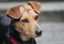 Pes zavinil nehodu cyklistky, majitel může jít na rok do vězení