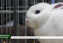 LIBOCHOVICE: V areálu chovatelů bylo k vidění 630 zvířat