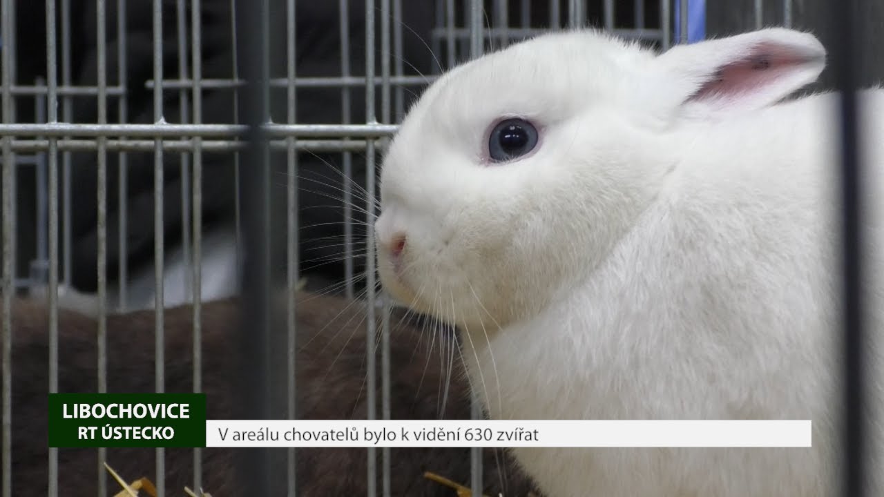 LIBOCHOVICE: V areálu chovatelů bylo k vidění 630 zvířat