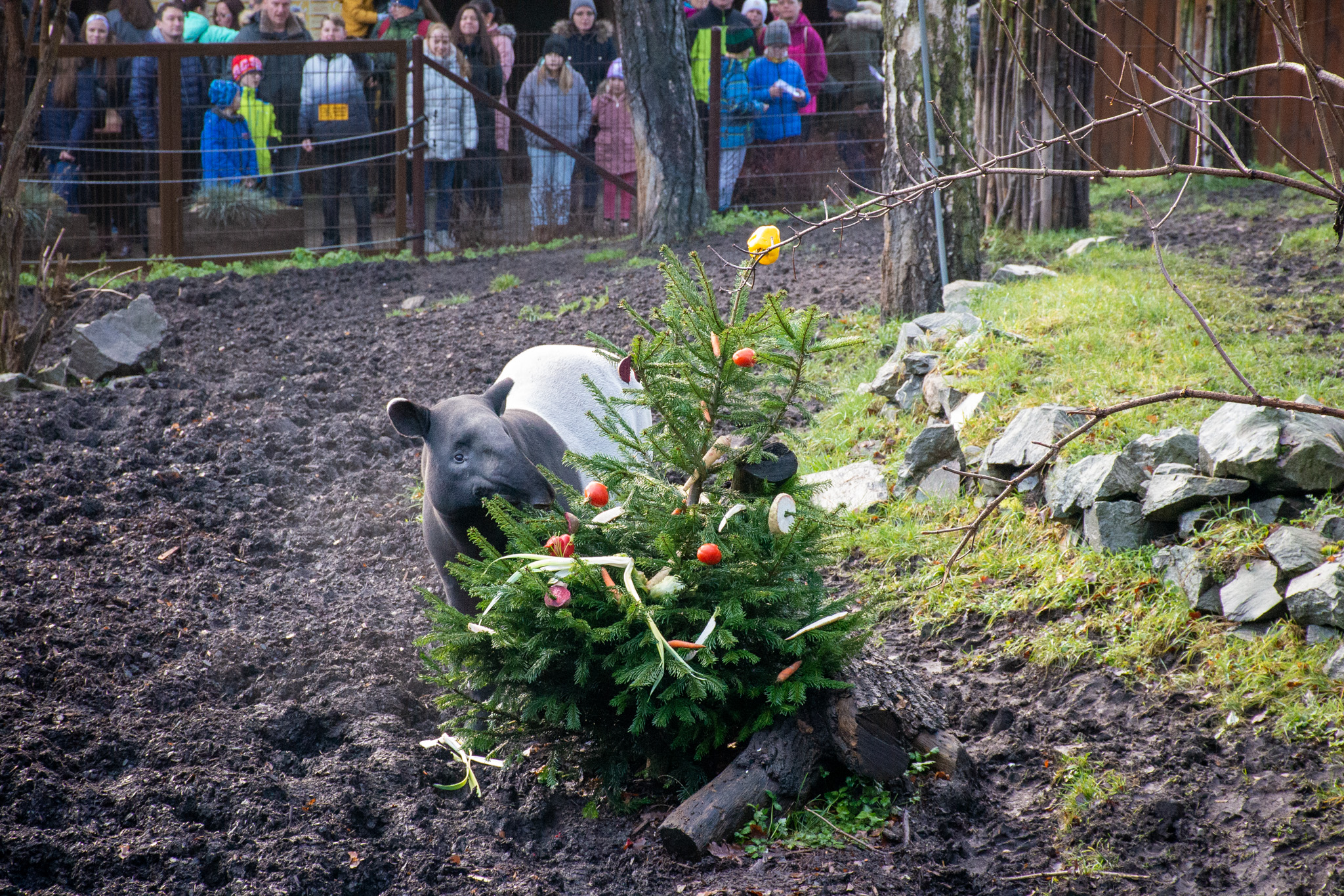 Ústecká Zoo na Štědrý den s dobrovolným vstupným a s nadílkou