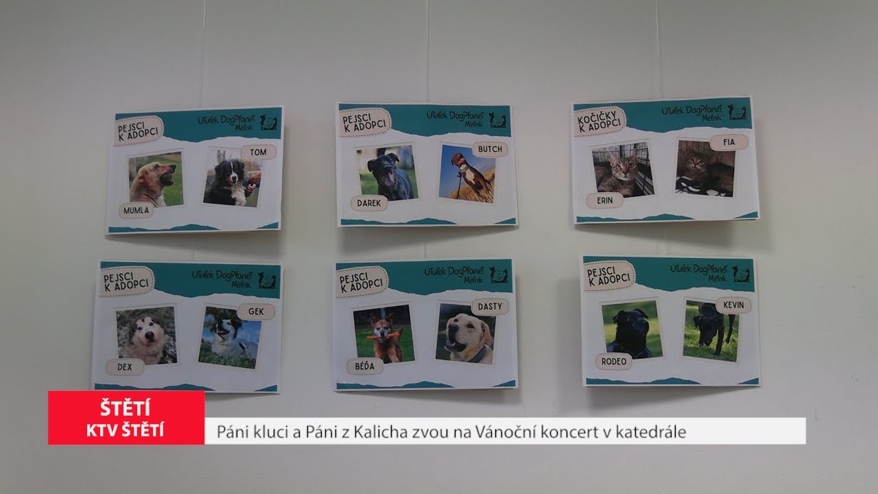 ŠTĚTÍ: Výstava v Informačním centru pomůže psímu útulku