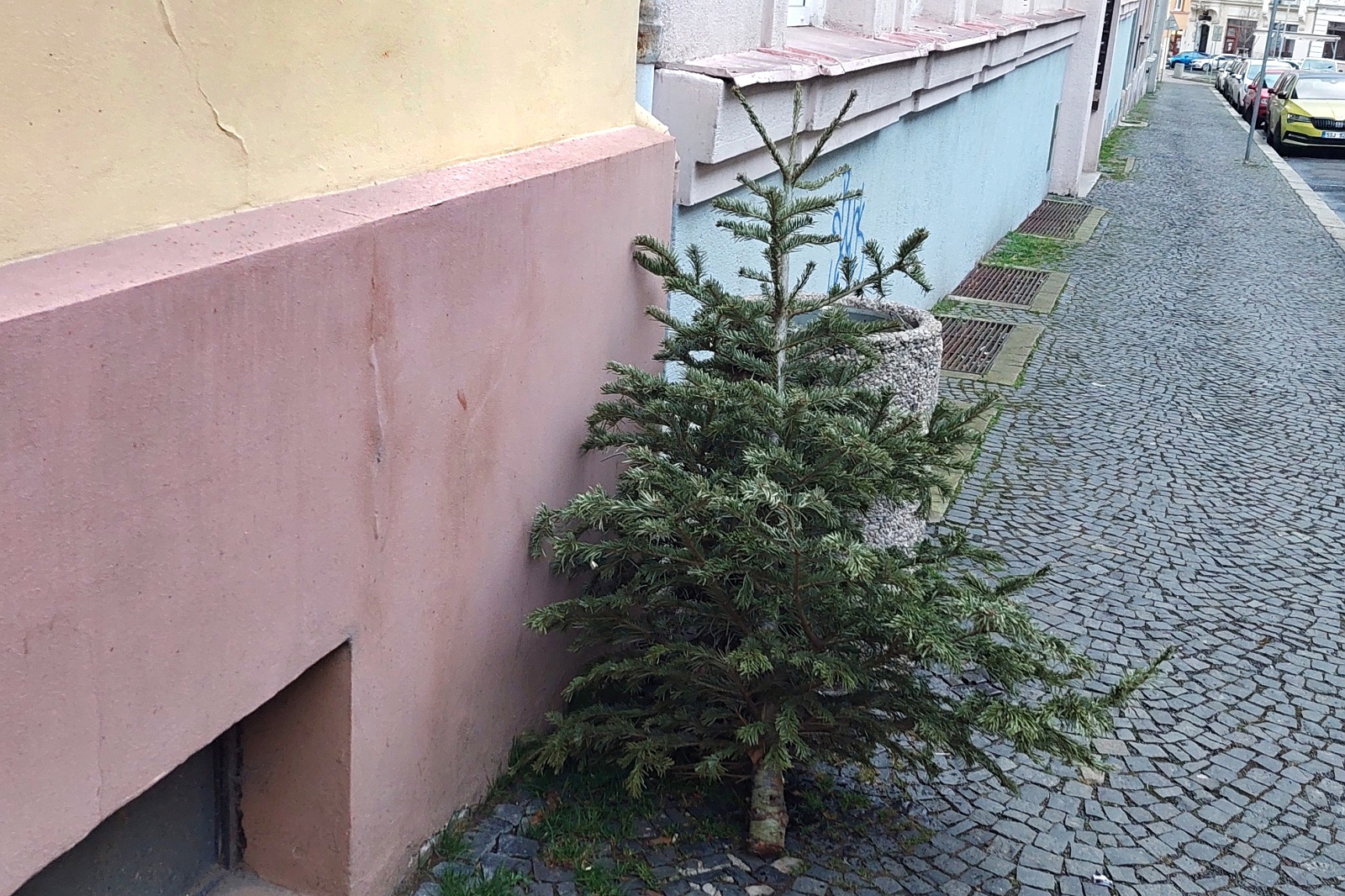 Z vysloužilých vánočních stromků bude kompost