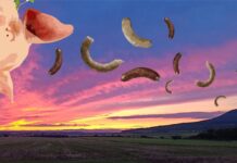 Výšlap na Říp můžete v sobotu zakončit jitrnicí nebo křupavým bůčkem