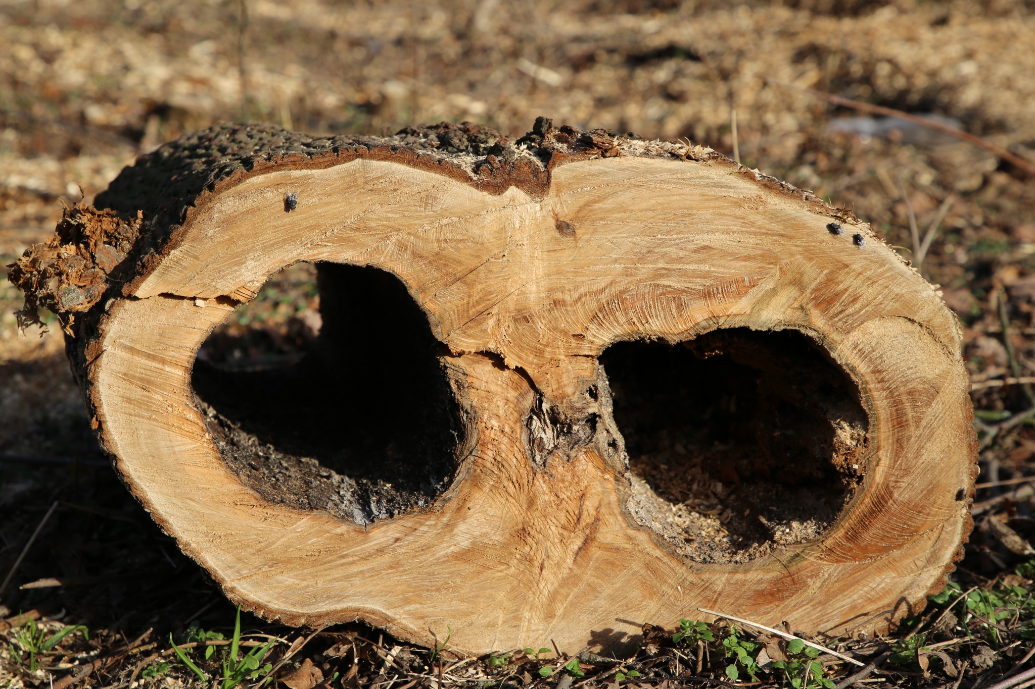 Pokácené stromy v Roudnici nad Labem nahradí nová výsadba