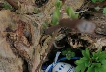 V ploskovickém zámeckém parku bude ukryto 700 vajec