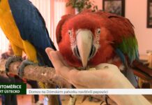 LITOMĚŘICE: Domov na Dómském pahorku navštívili papoušci