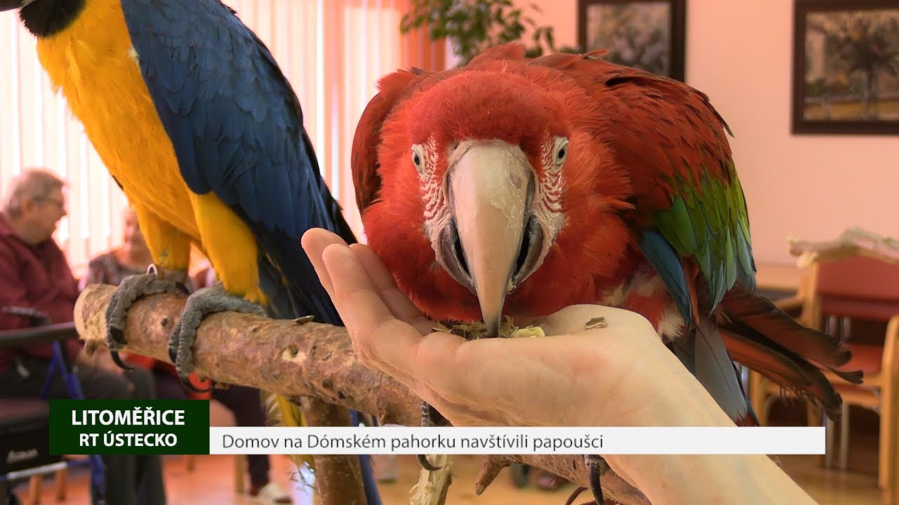 LITOMĚŘICE: Domov na Dómském pahorku navštívili papoušci