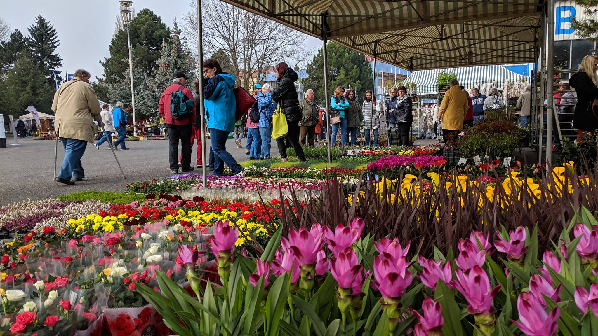Na Tržnici Zahrady Čech Vás ZDARMA odveze autobus