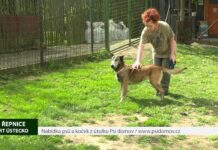 ŘEPNICE: Nabídka psů a koček z útulku Psí domov