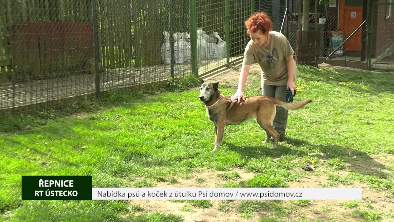 ŘEPNICE: Nabídka psů a koček z útulku Psí domov