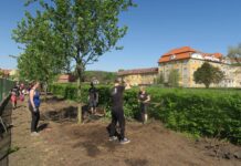 V parku psychiatrické nemocnice nahradili díky Nadaci ČEZ uhynulé stromy novými