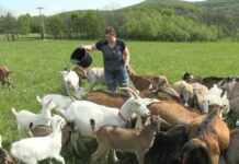 Máte rádi kozí sýr? Farma Vacheria na Kletečné hledá prostředky na koupi minimlékárny