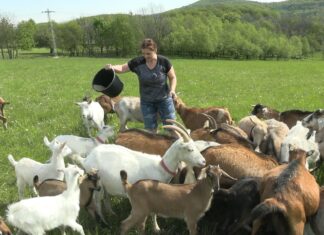 Máte rádi kozí sýr? Farma Vacheria na Kletečné hledá prostředky na koupi minimlékárny