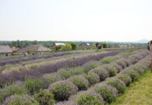 FOTOGALERIE: Den otevřených dveří na Levandulové farmě v Židovicích