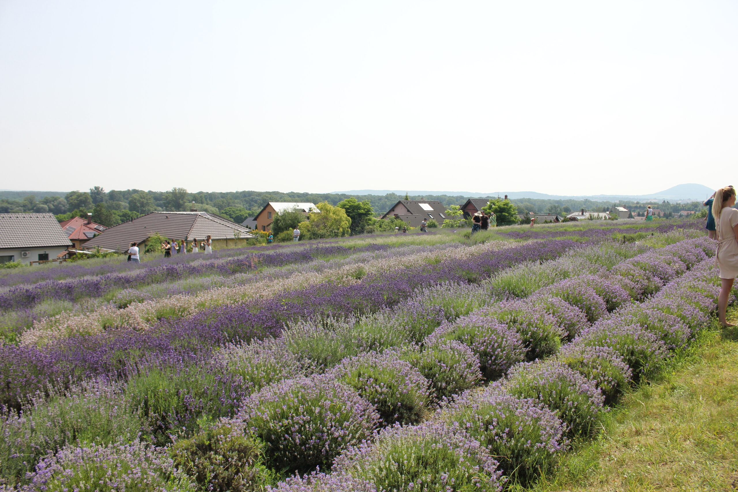 FOTOGALERIE: Den otevřených dveří na Levandulové farmě v Židovicích