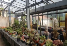 Skleník Státního zámku Libochovice si opět zaberou kaktusy a sukulenty