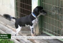 ŘEPNICE: Nový domov hledají v útulku psi s hendikepem