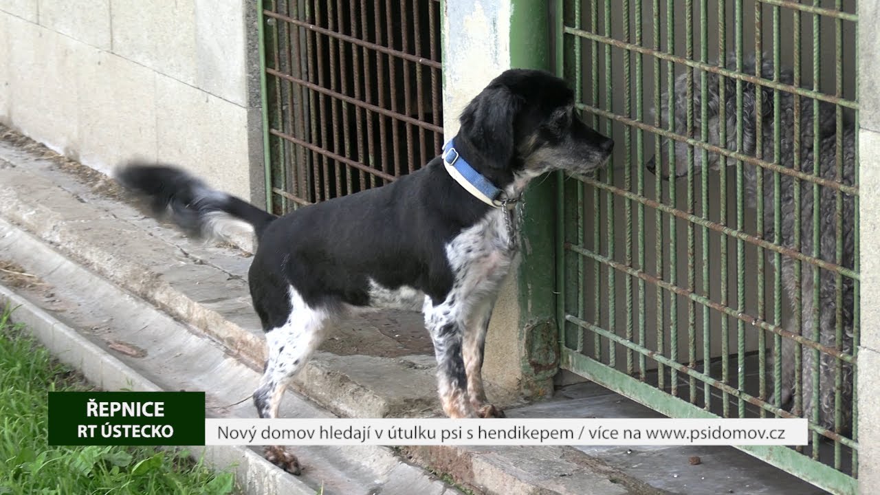 ŘEPNICE: Nový domov hledají v útulku psi s hendikepem
