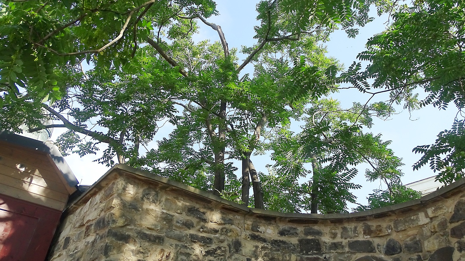 Proveďme společně revizi bujné vegetace zasahující do chodníků a silnic